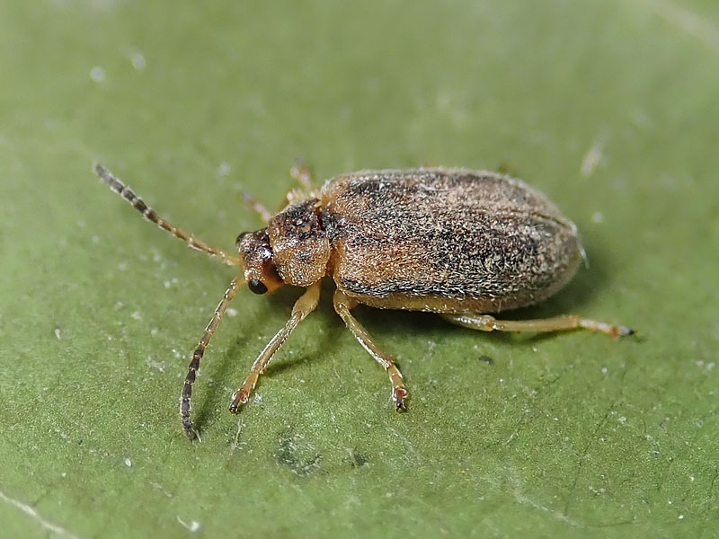 Chrysomelidae: una Galerucella pelosa! Ophraella communa, esotica